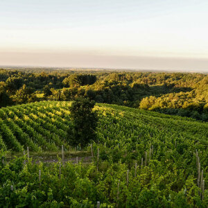 Vigneti Bramaterra Vigneti Bramaterra