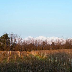 Vigneti Bramaterra Vigneti Bramaterra