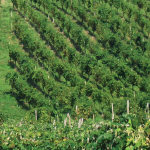 Vigneti Vigneti
