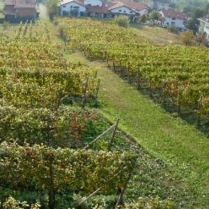 Vigneti Lessona Clerico Vigneti Lessona Clerico