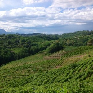 Vigneti Gattinara Vigneti Gattinara